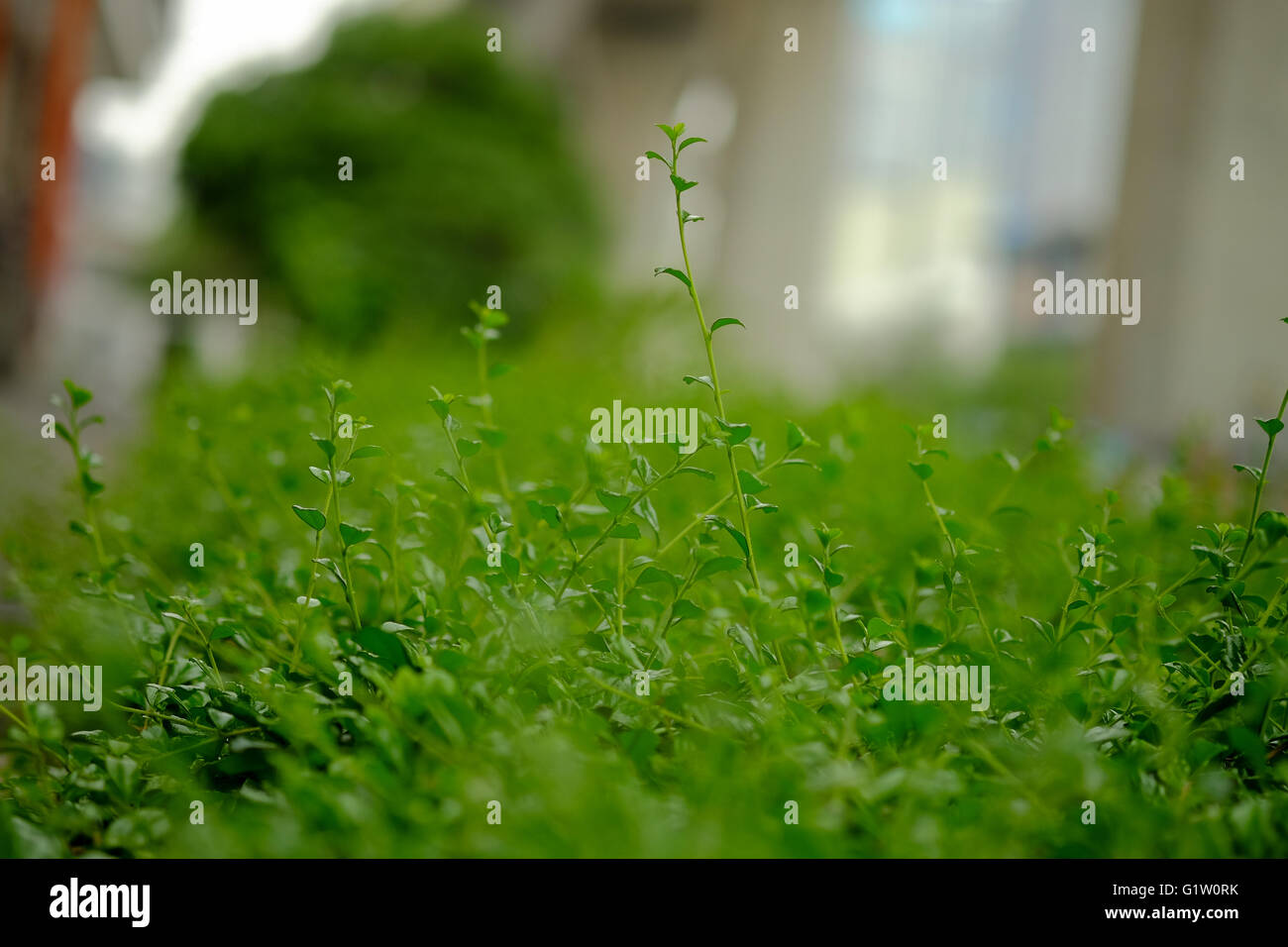 Thick green garden hedge pattern (Selective focus) Stock Photo