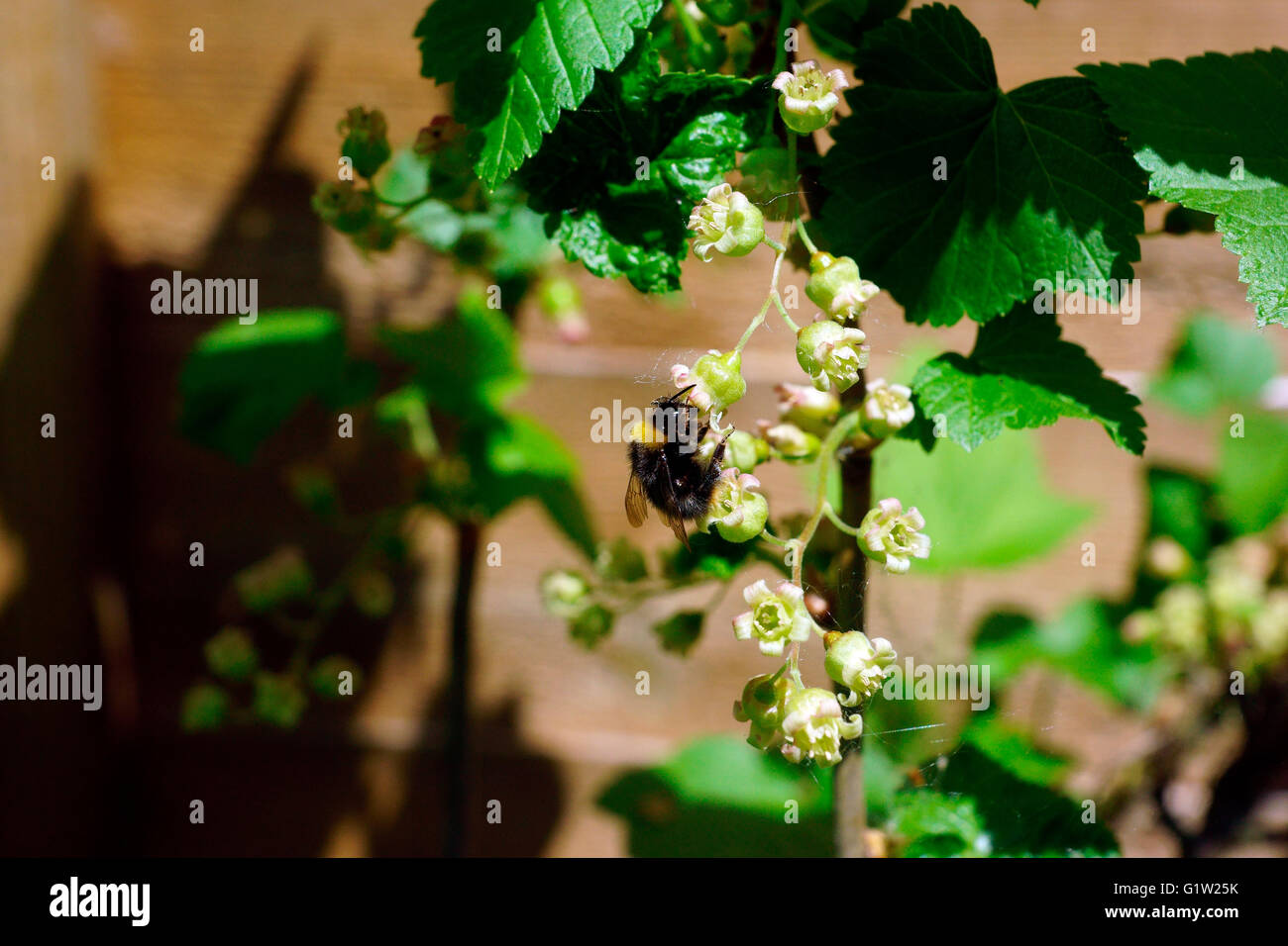 BEE ON THE BLACK CURRANT BUSH Stock Photo