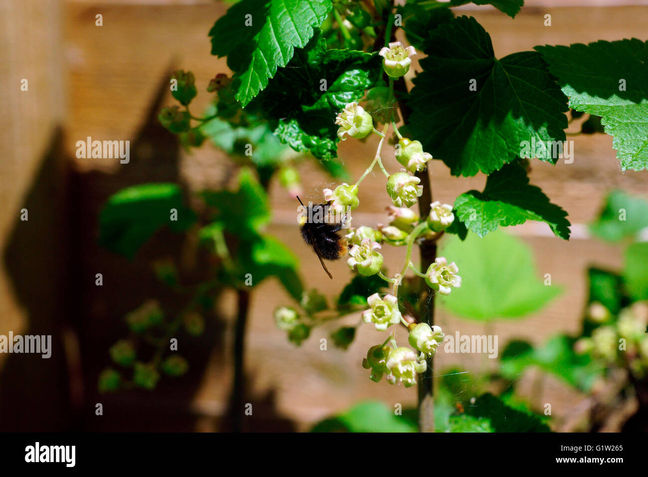 BEE SERVICING A BLACK CURRANT BUSH Stock Photo