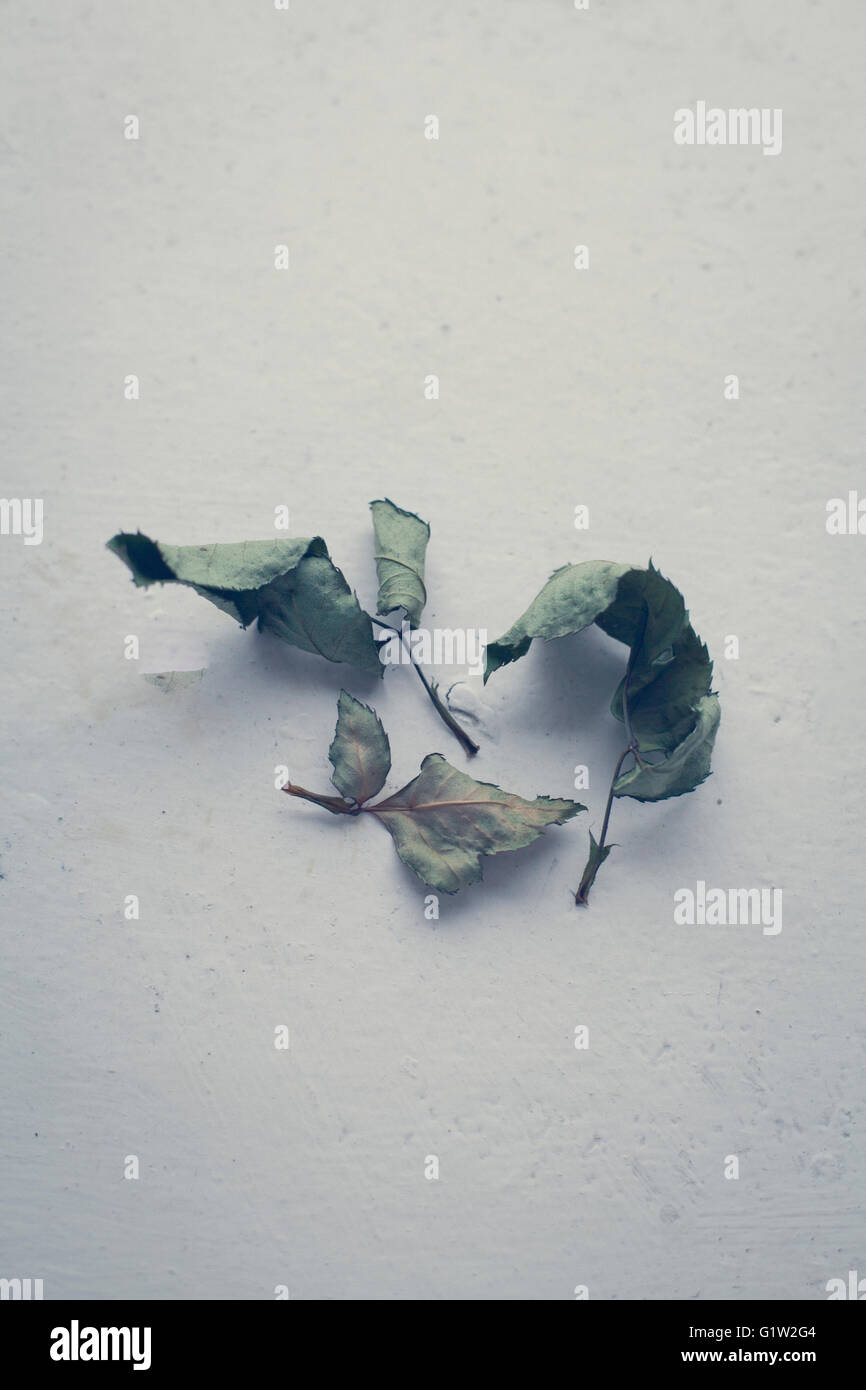 Decaying White Roses Decaying white roses hi-res stock photography and images - Alamy