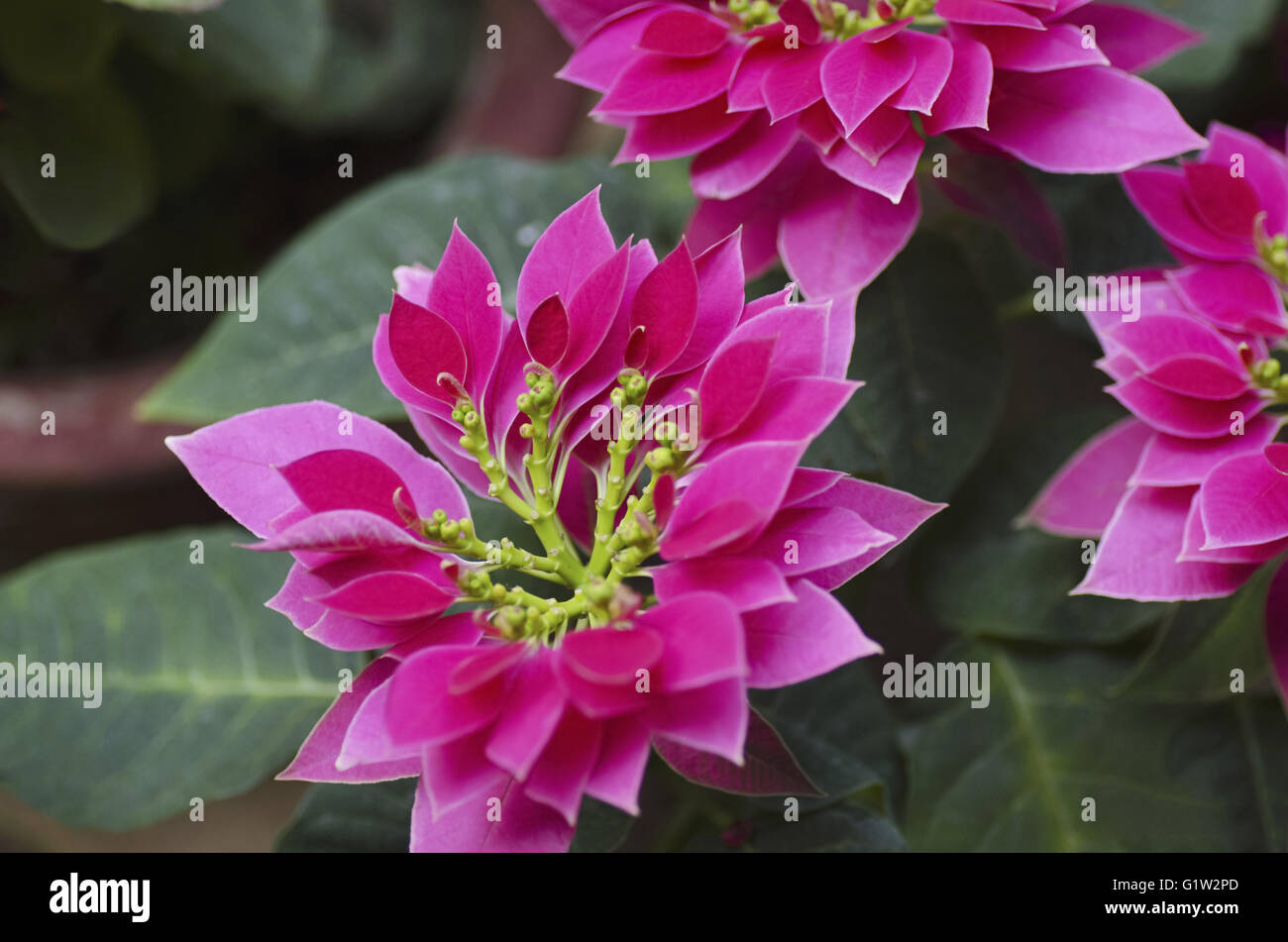 India flower pollination hi-res stock photography and images - Alamy