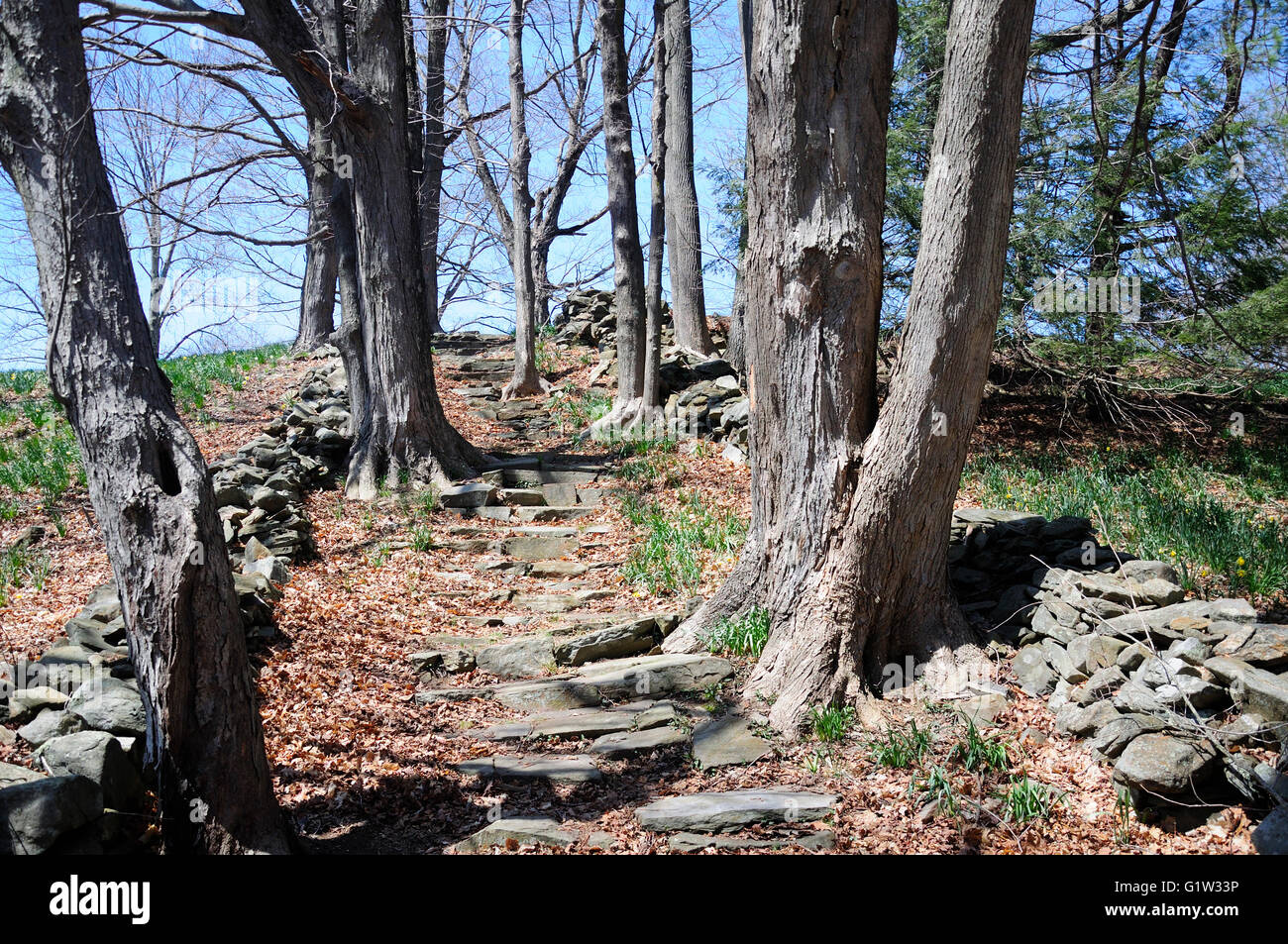 Stone stairs leading up within Laurel Ridge Daffodil Park in Litchfield