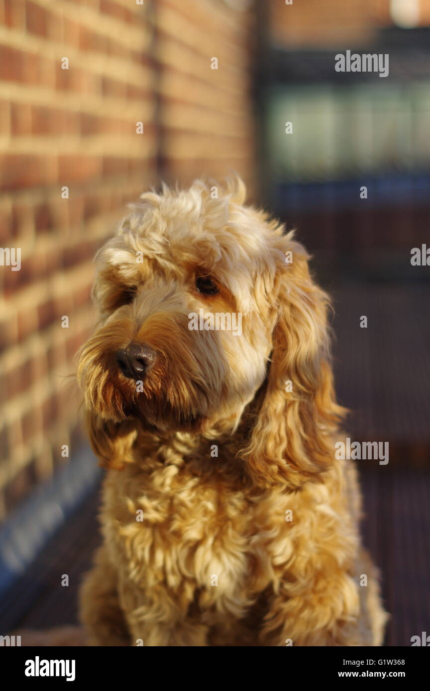 Cockapoo Puppies High Resolution Stock Photography and Images - Alamy
