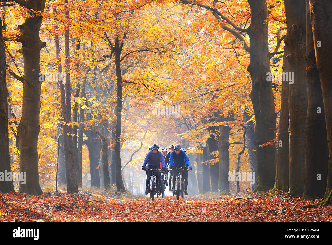 A group of six male friends cycling on mountainbike in the morning fog on sunday morning on a path through the forest in autumn. Stock Photo