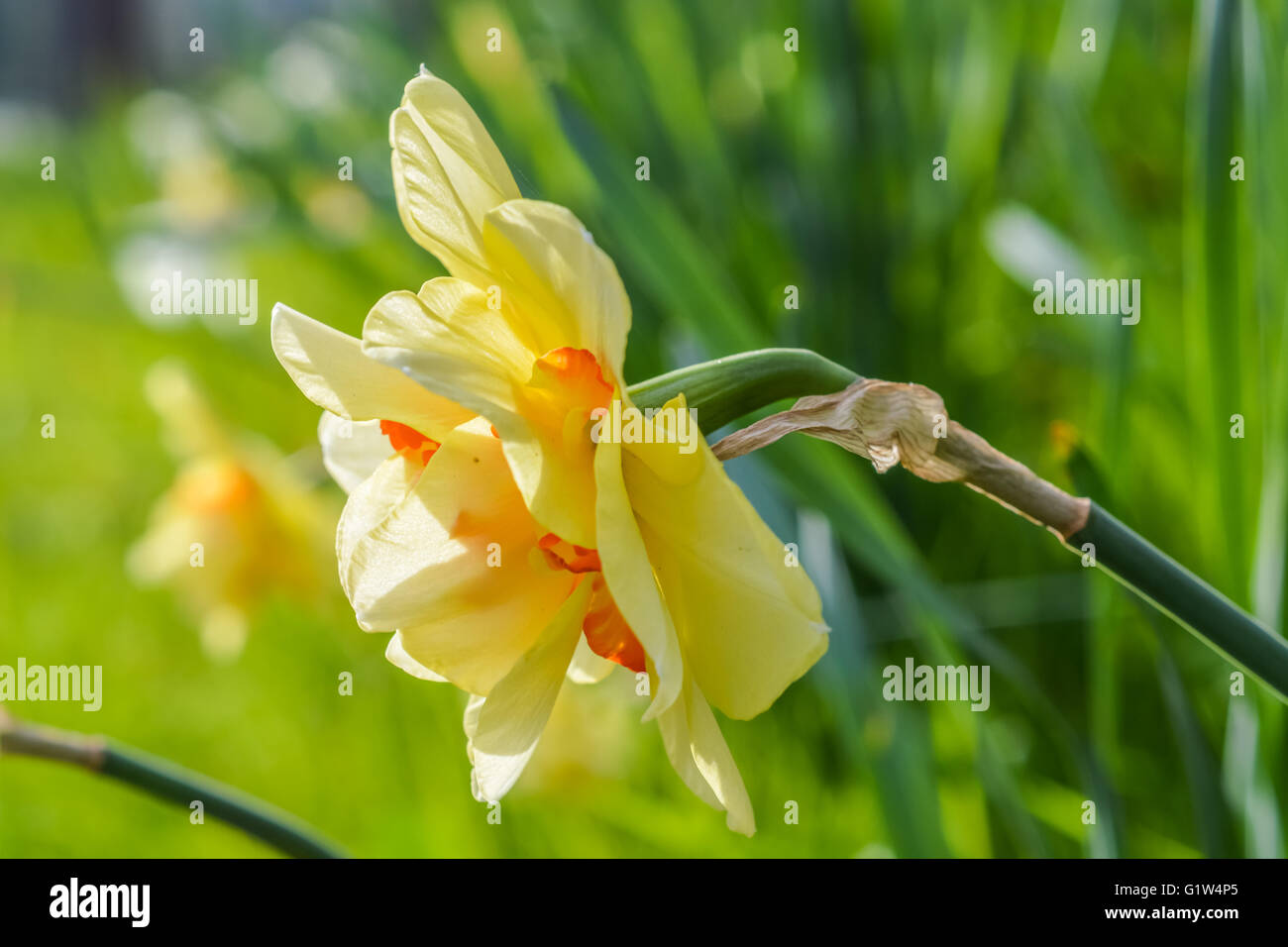 Narcissus 'Tahiti' a double hybrid daffodil - profile view Stock Photo