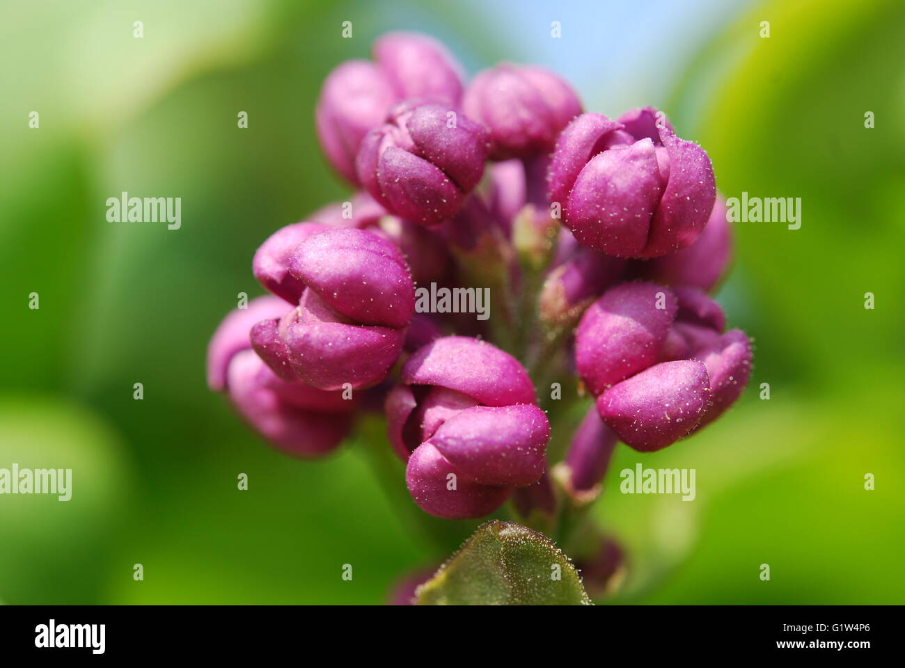 Lilac buds in macro Stock Photo Alamy