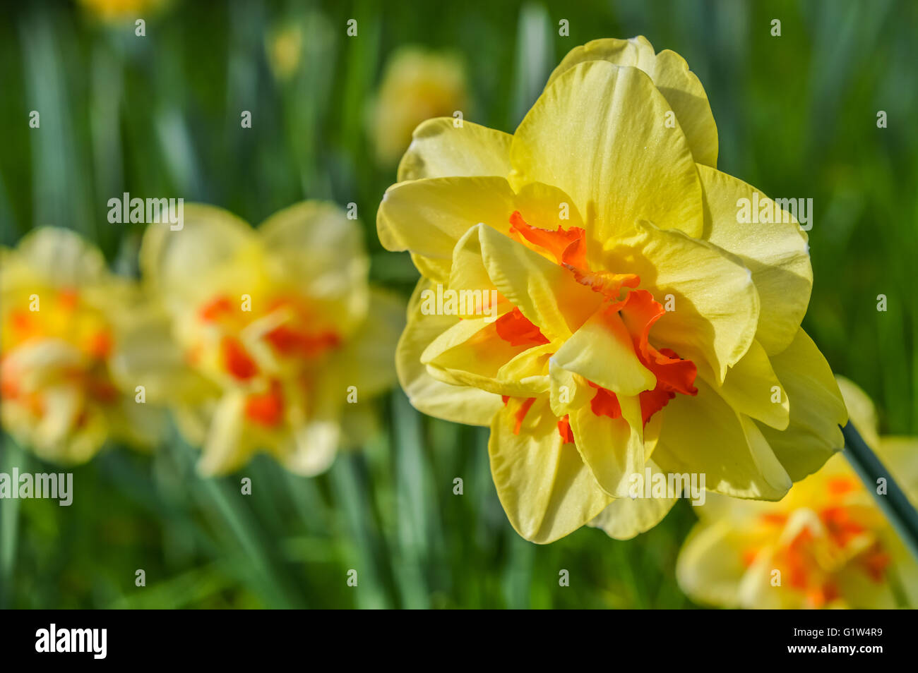 Amazing Narcissus 'Tahiti' a double hybrid daffodil Stock Photo