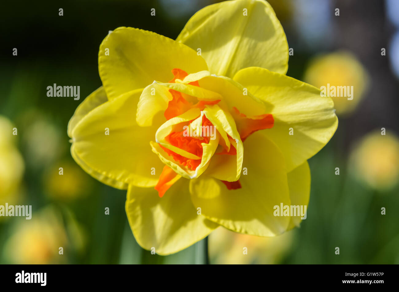 Narcissus 'Tahiti' a double daffodil hybrid - front view Stock Photo