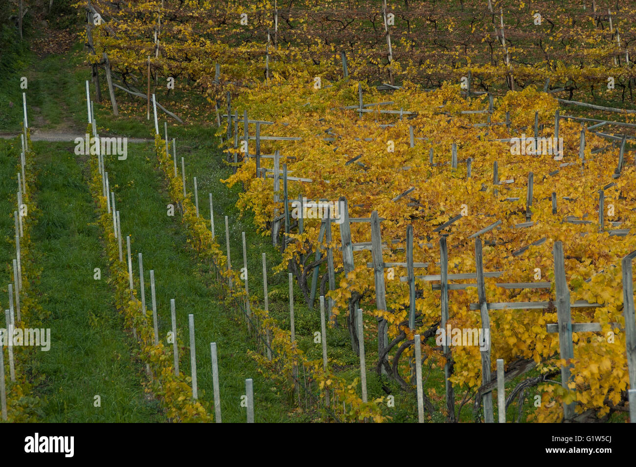 vineyards of Sant Pauls in autumn Stock Photo