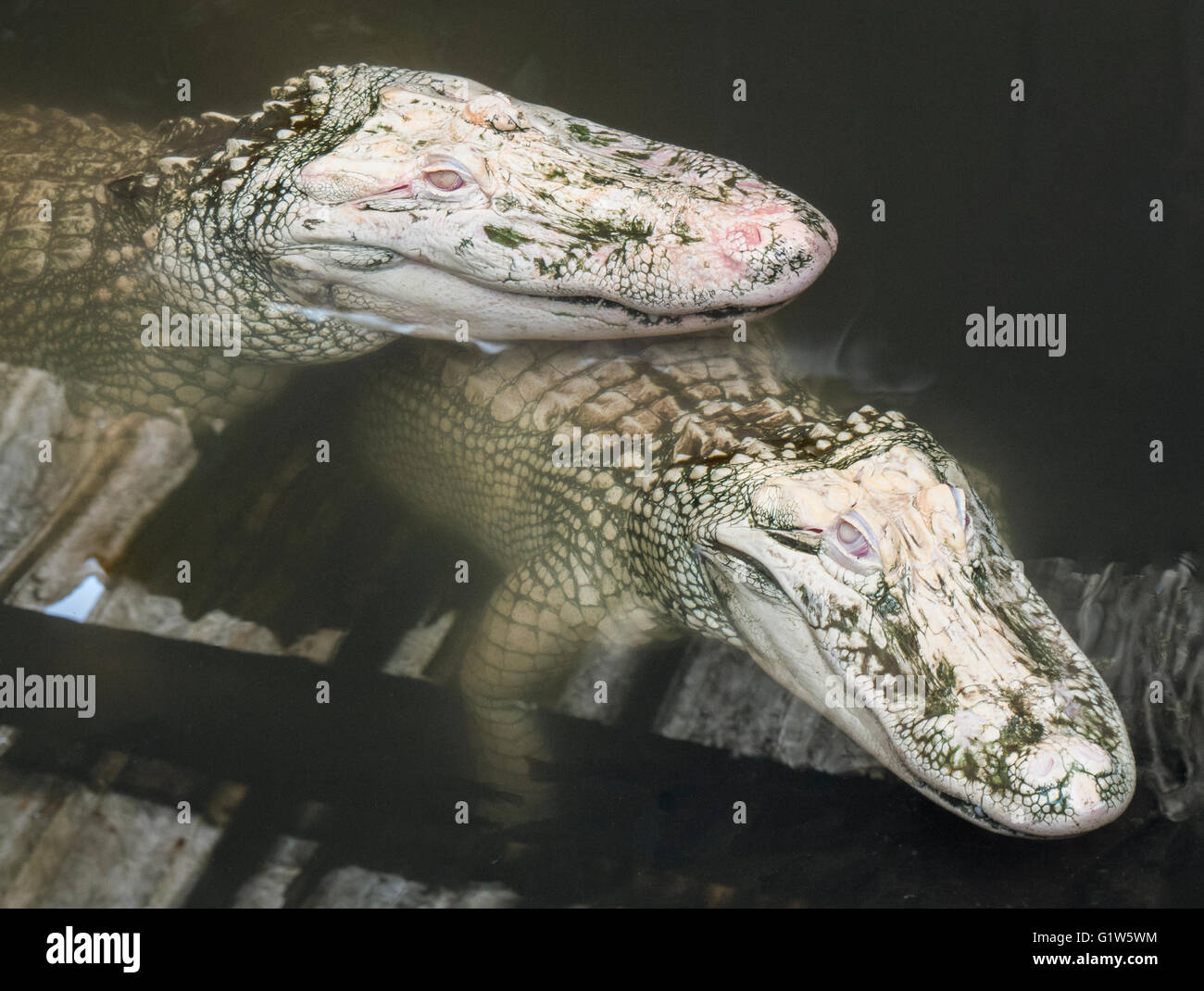 Rare albino alligators, Colorado Gators Reptile Park, Mosca, Colorado. Stock Photo
