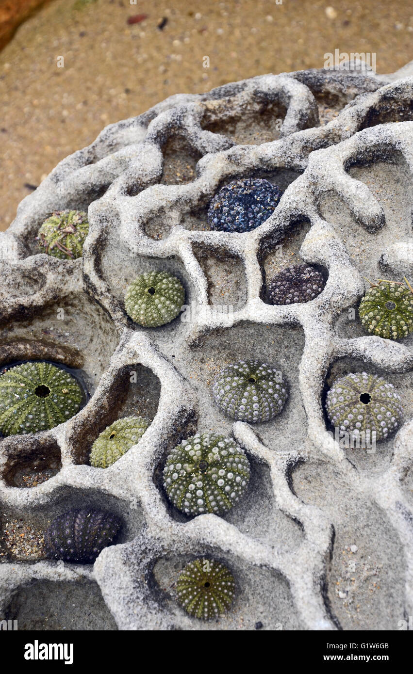 Collection of colorful sea urchin shells arranged on a brain-like weathered sandstone rock at the beach Stock Photo