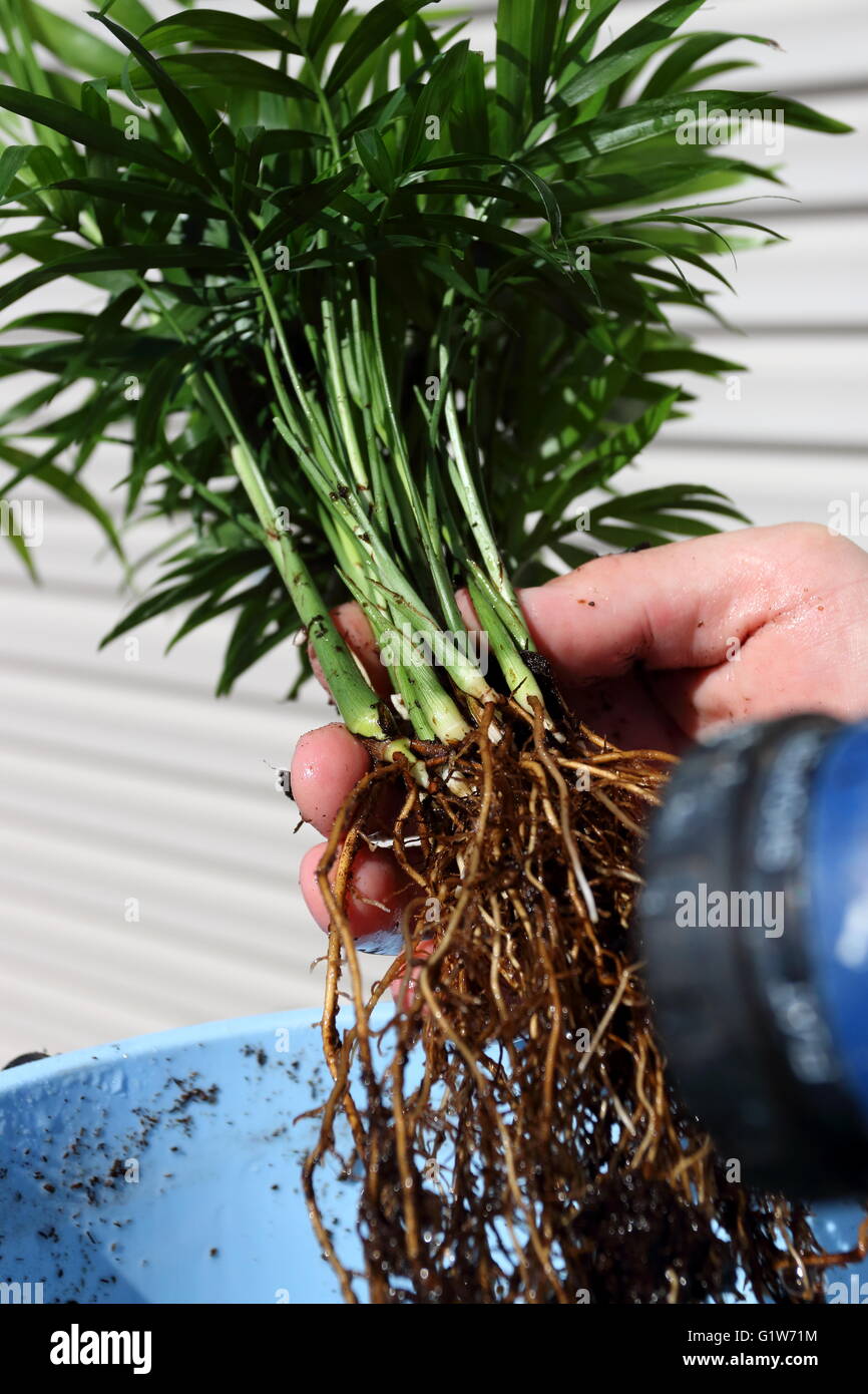 Close up of Neanthe bella or also known as Parlour Palm with roots Stock  Photo - Alamy