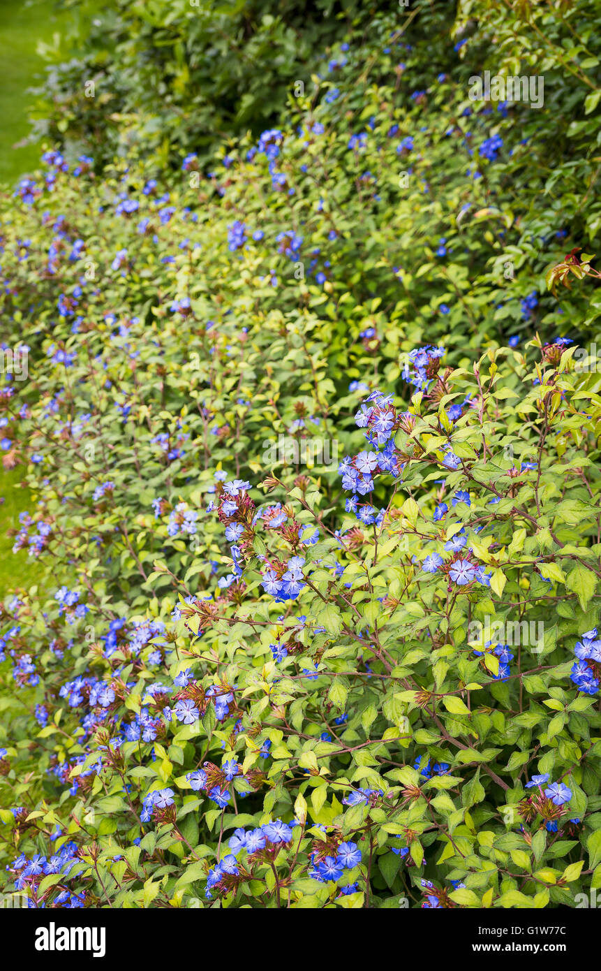 Ceratostigma Forest Blue in autumn Stock Photo