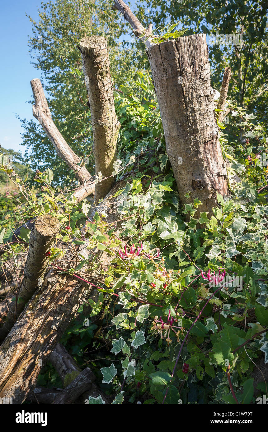 Timber ivy and honeysuckle blend in a natural way in an experimental garden in Herts UK Stock Photo