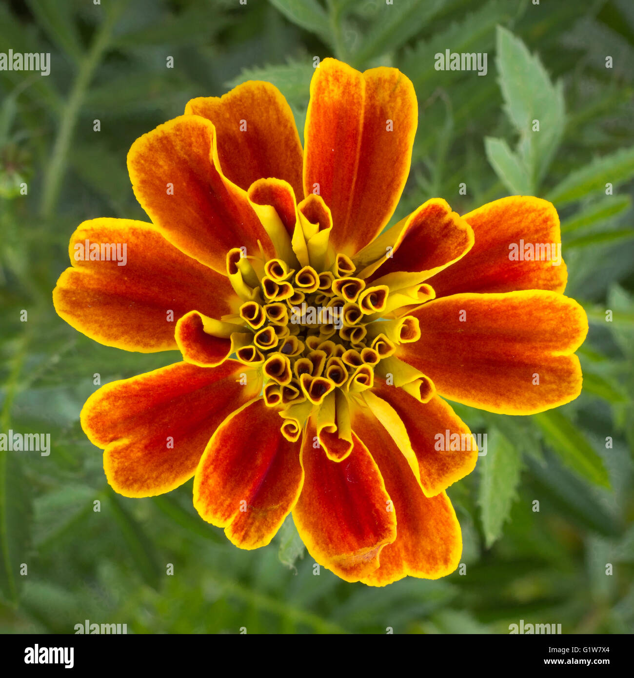 A single marigold flower Stock Photo