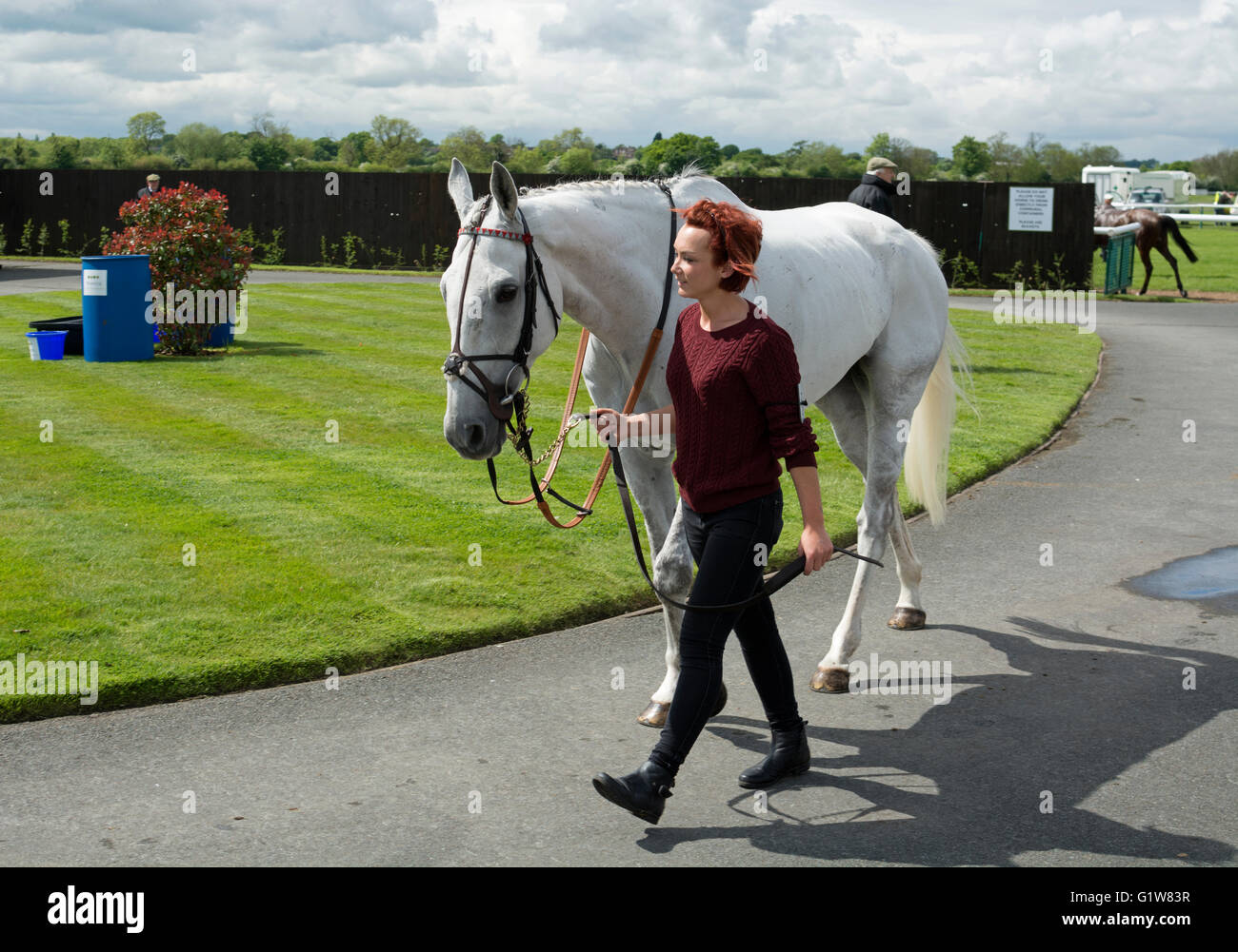 Horse being led hires stock photography and images Alamy