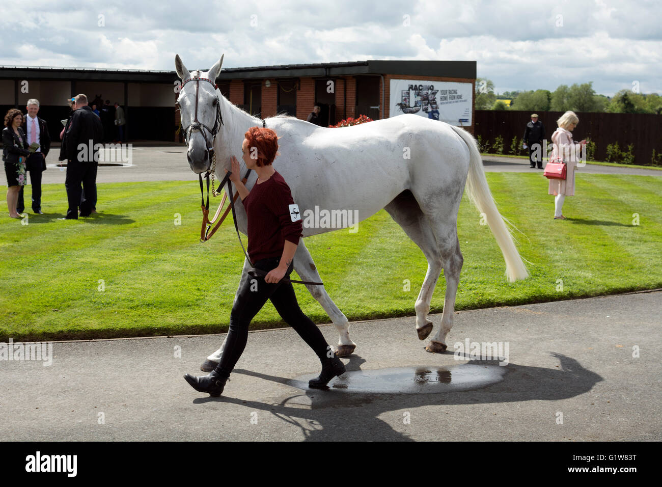 Racehorse Uk High Resolution Stock Photography And Images Alamy