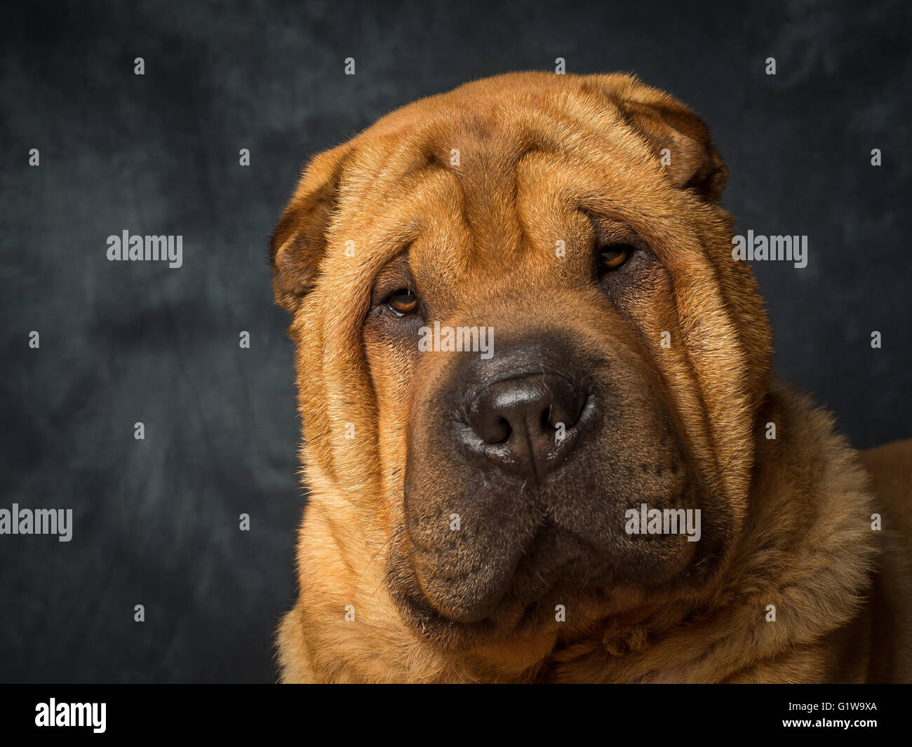Shar pei japanese dog called hi-res stock photography and images - Alamy