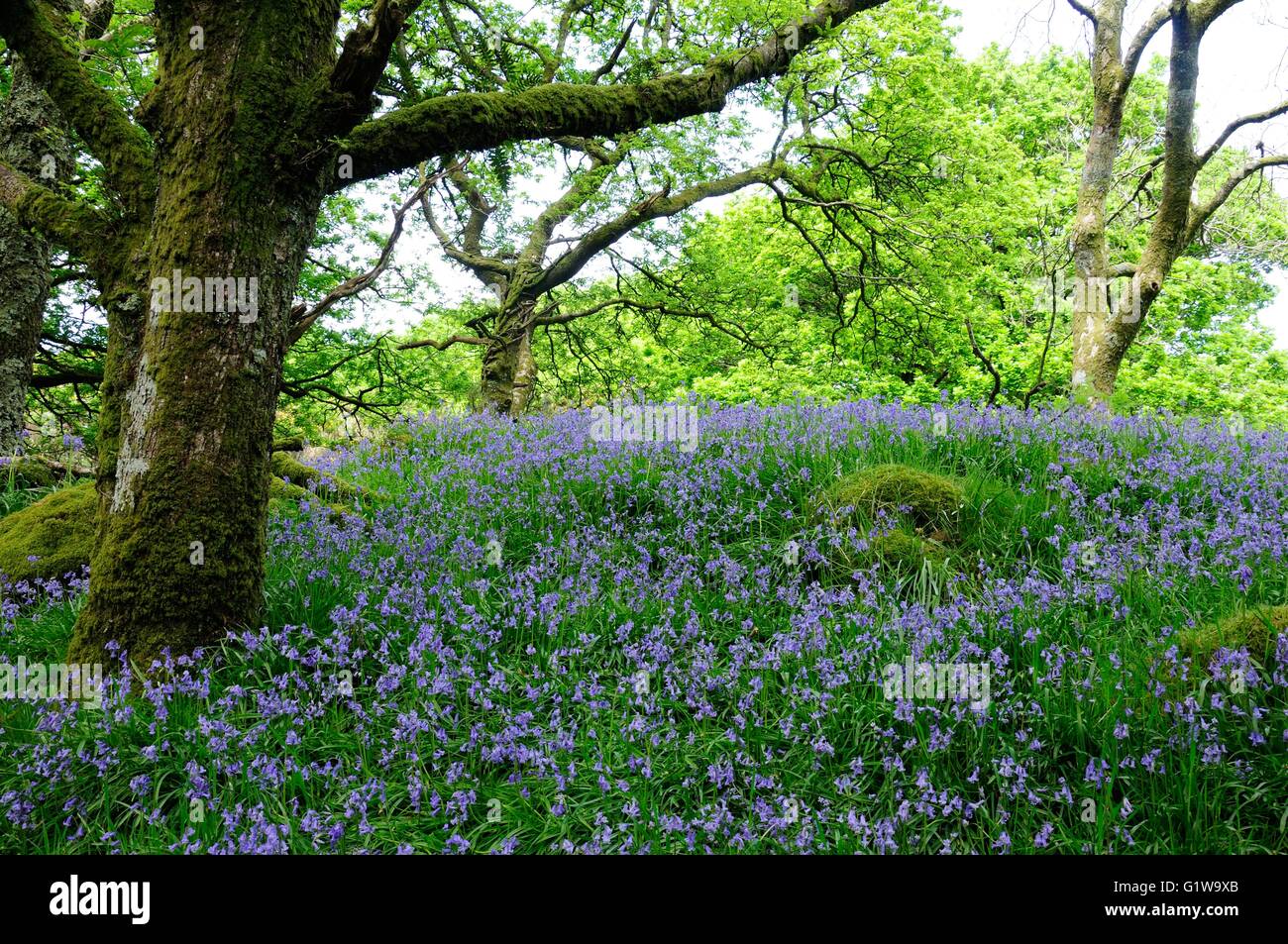 Bluebell walk through Coed Ty Canol Woods ancient Welsh oak woodlands Newport Pembrokeshire Wales cymru UK Stock Photo
