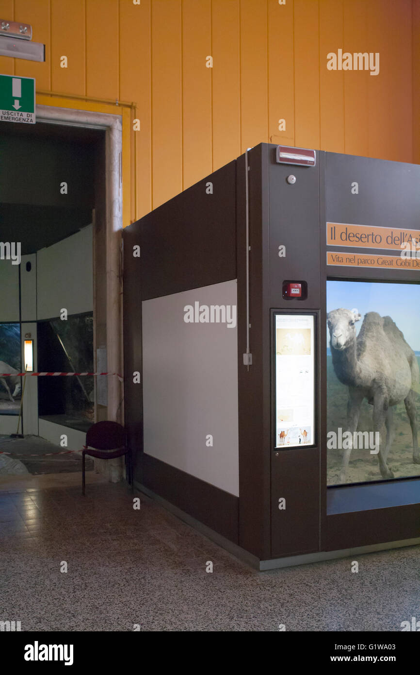 Natural museum history, stuffed animals in glass cases: camel Stock Photo