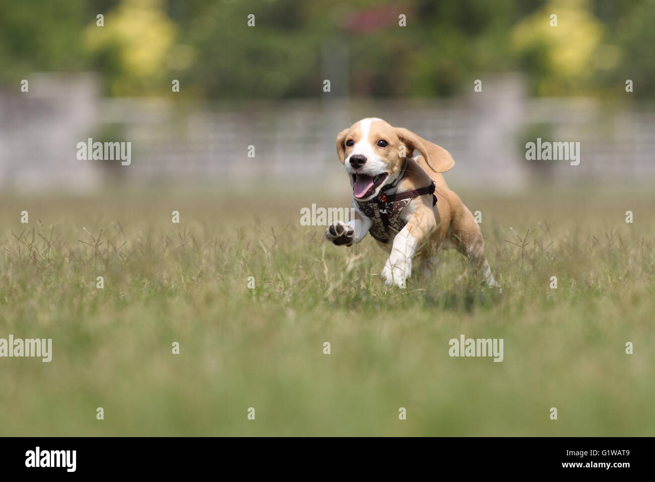 Beagle puppy running on the grass. Stock Photo