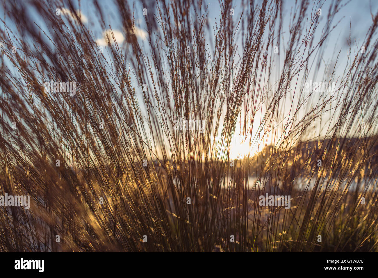 Wild field of grass on sunset, soft sun rays, warm toning, lens flares Stock Photo