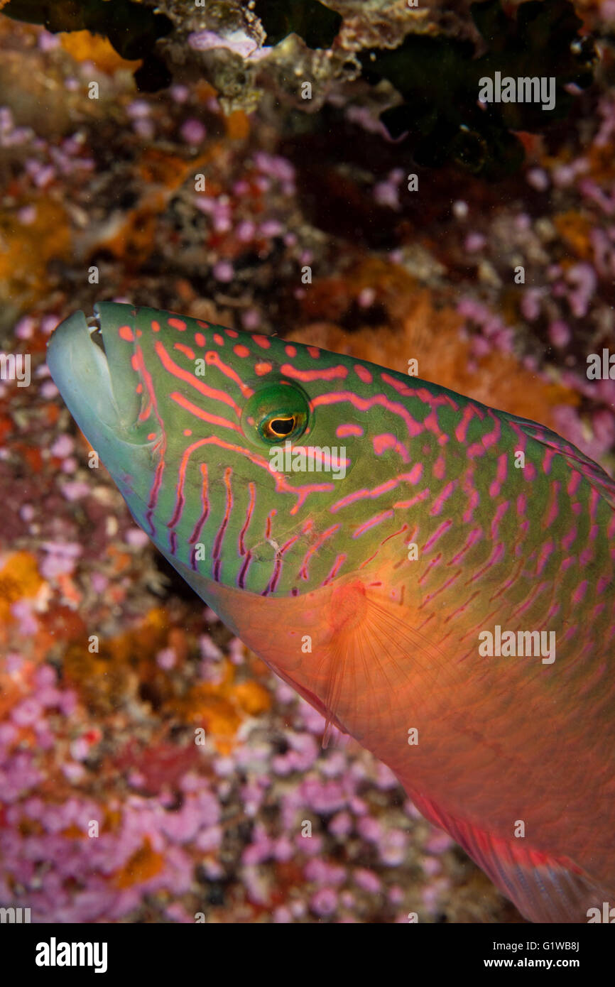 Colorful Cheek-lined wrasse (Oxycheilinus digramma). Stock Photo