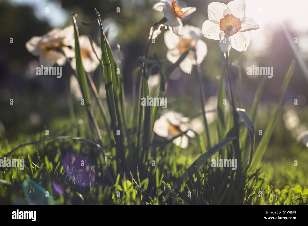 White daffodils in sunset light summer meadow. Instagram filter. beautiful lens flare bokeh Stock Photo
