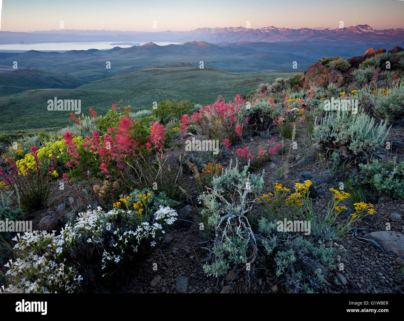 Sagebrush in bloom hires stock photography and images Alamy