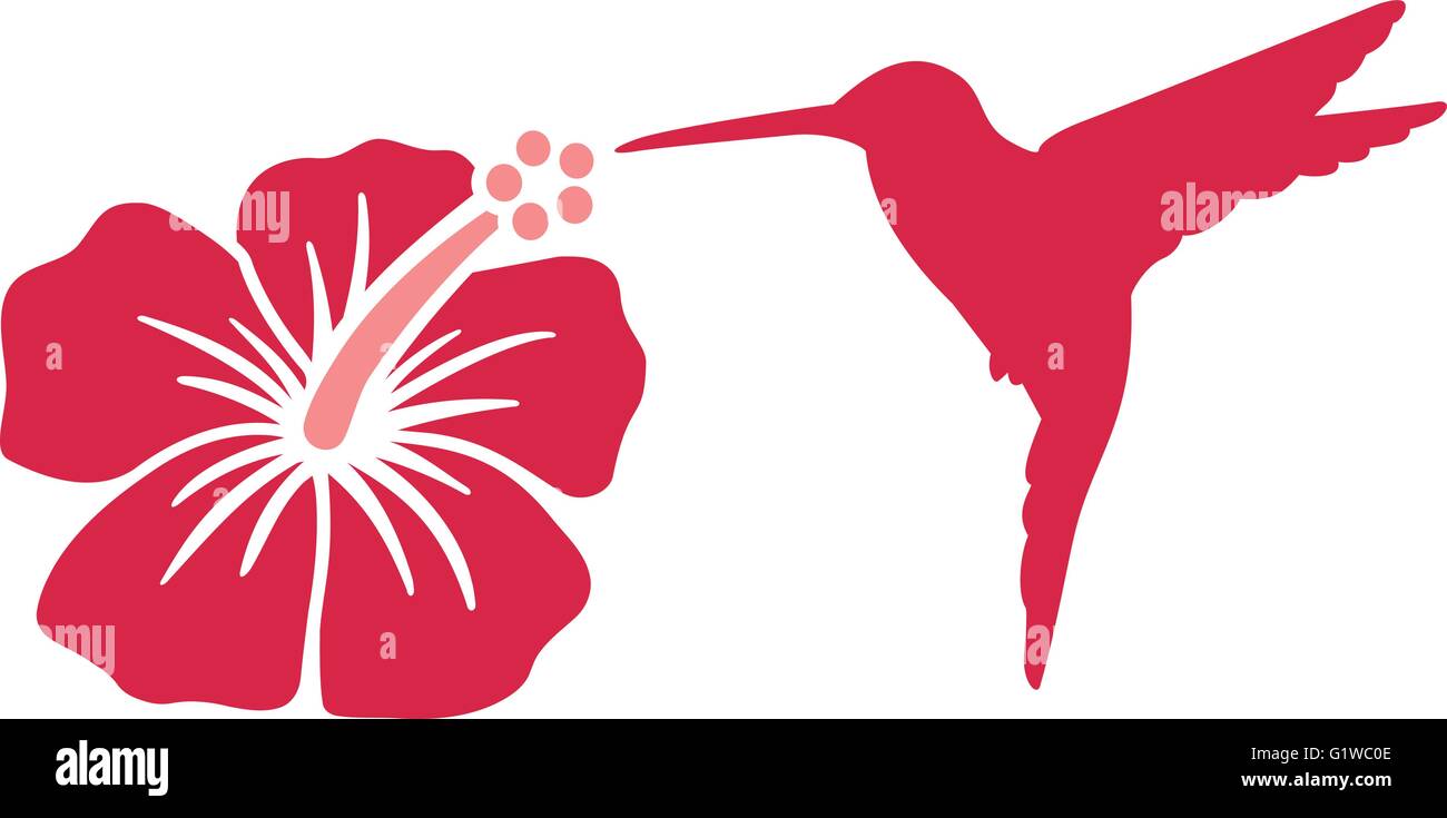Hummingbird With Hibiscus Flower Stock Vector Image Art Alamy
