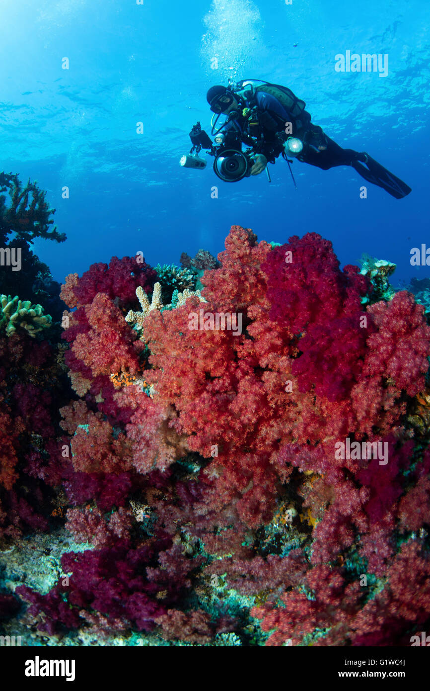 Underwater photographer on a vibrant coral reef in Fiji. Stock Photo