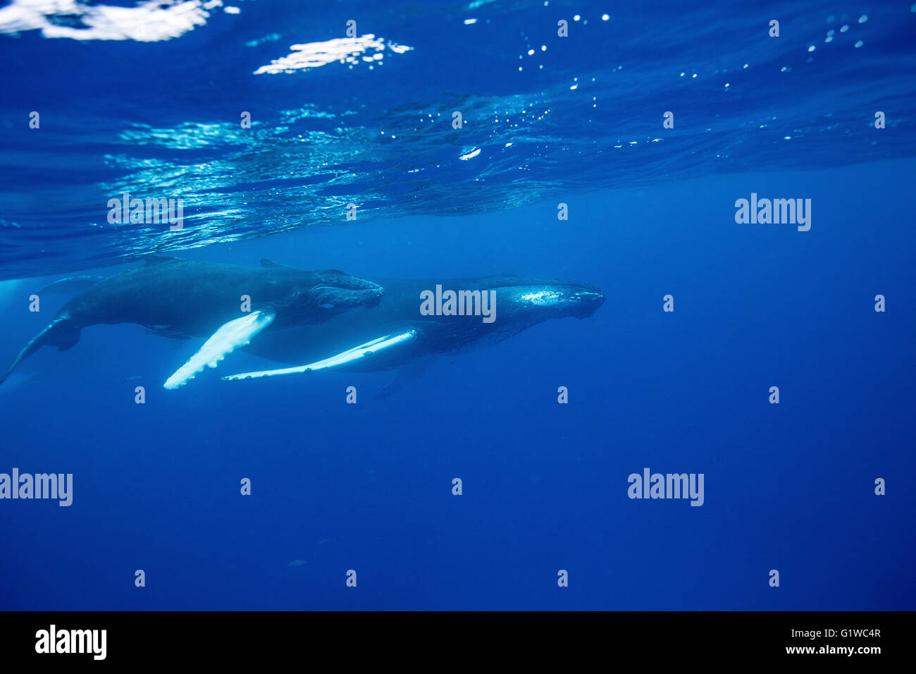 Blue whale and calf hi-res stock photography and images - Alamy
