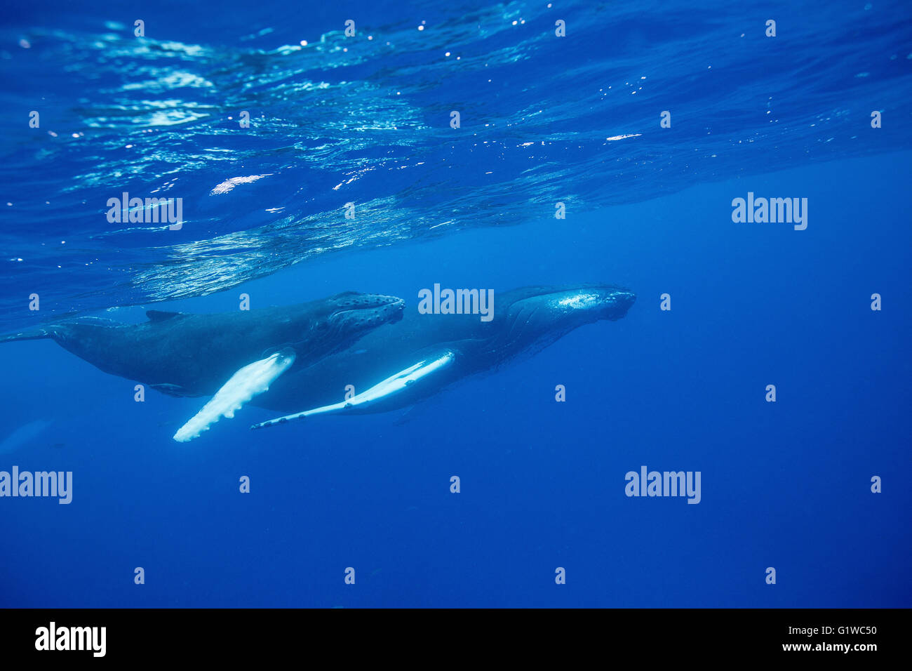 Humpback whale, Mother and calf. Stock Photo