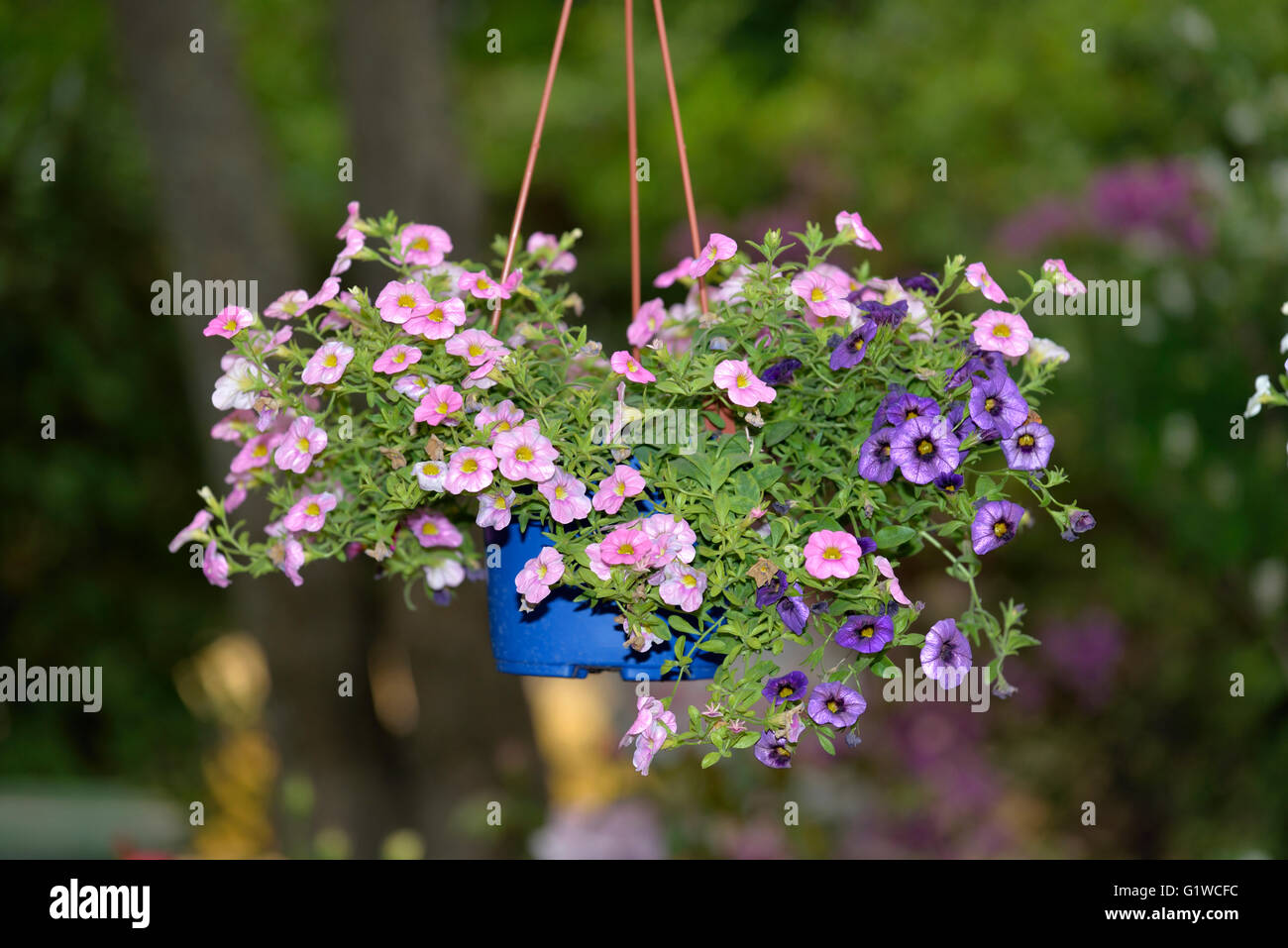 Hanging pot with flowers Stock Photo