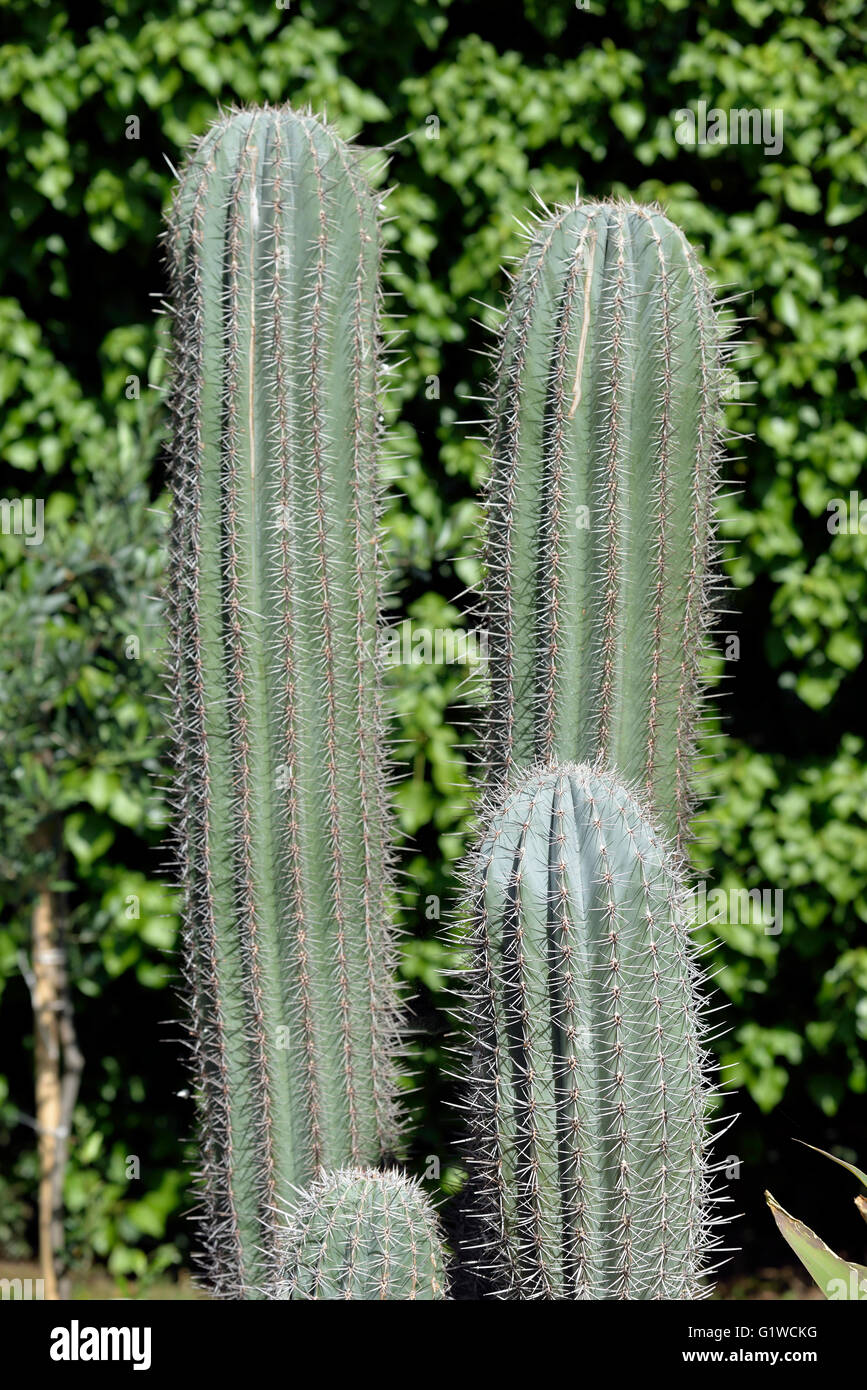 Close view of cactus plants Stock Photo