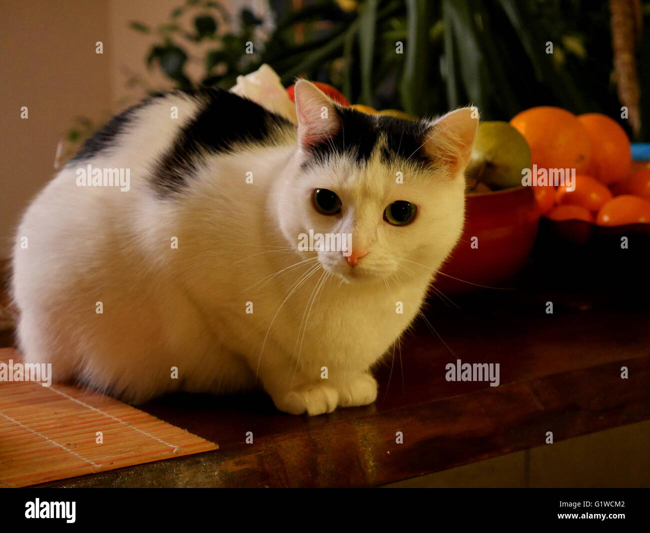 Black orange white cat hires stock
