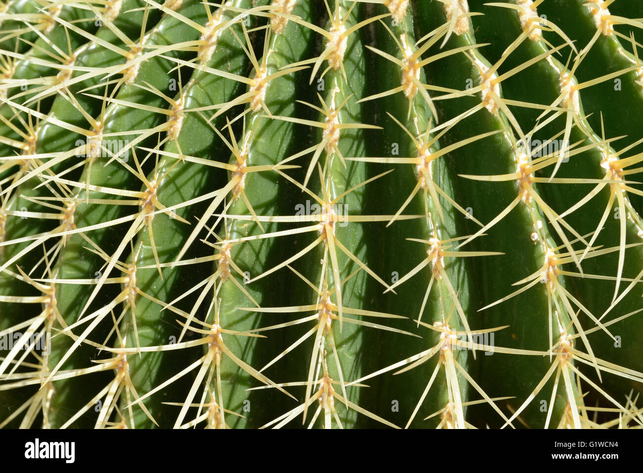 Close view of cactus plant Stock Photo