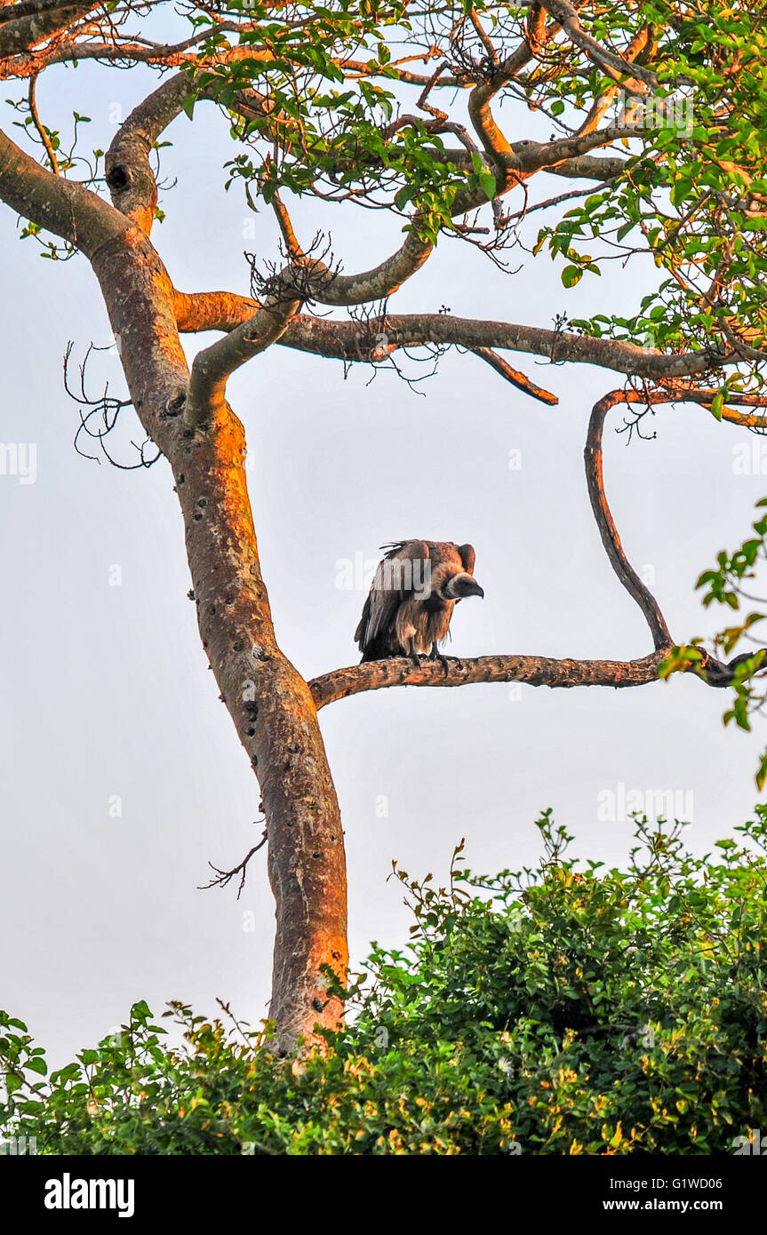 Vulture on the African Plains Stock Photo Biology Diagrams