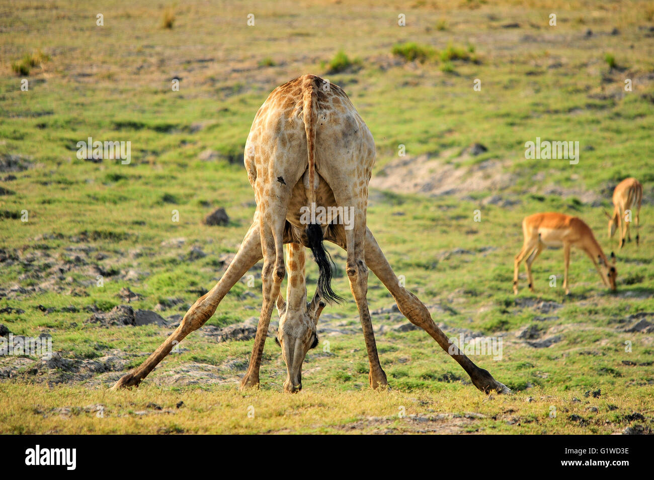 Giraffe of the Plains of Africa Stock Photo