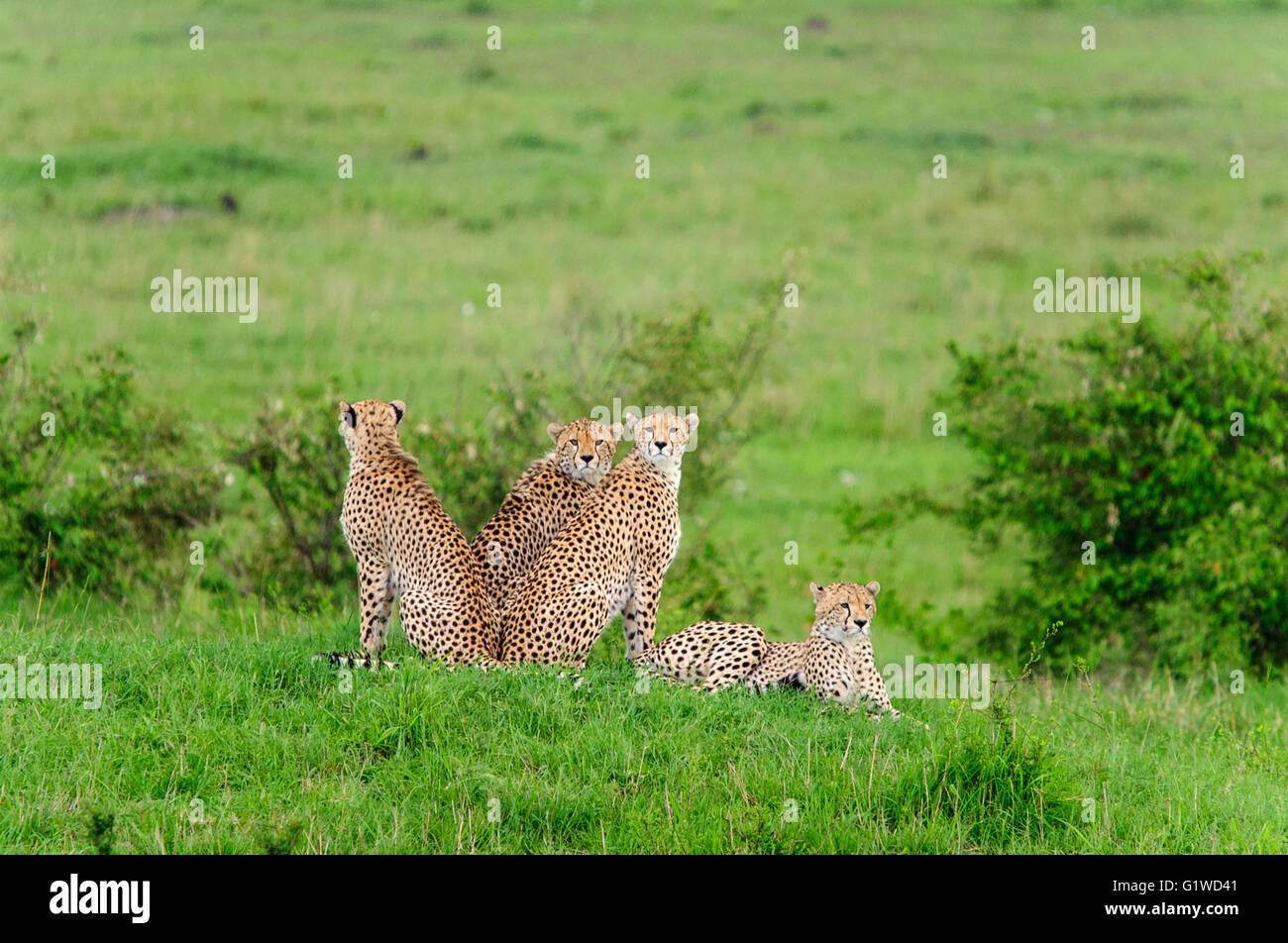 Cheetah on the Plains of Africa Stock Photo - Alamy
