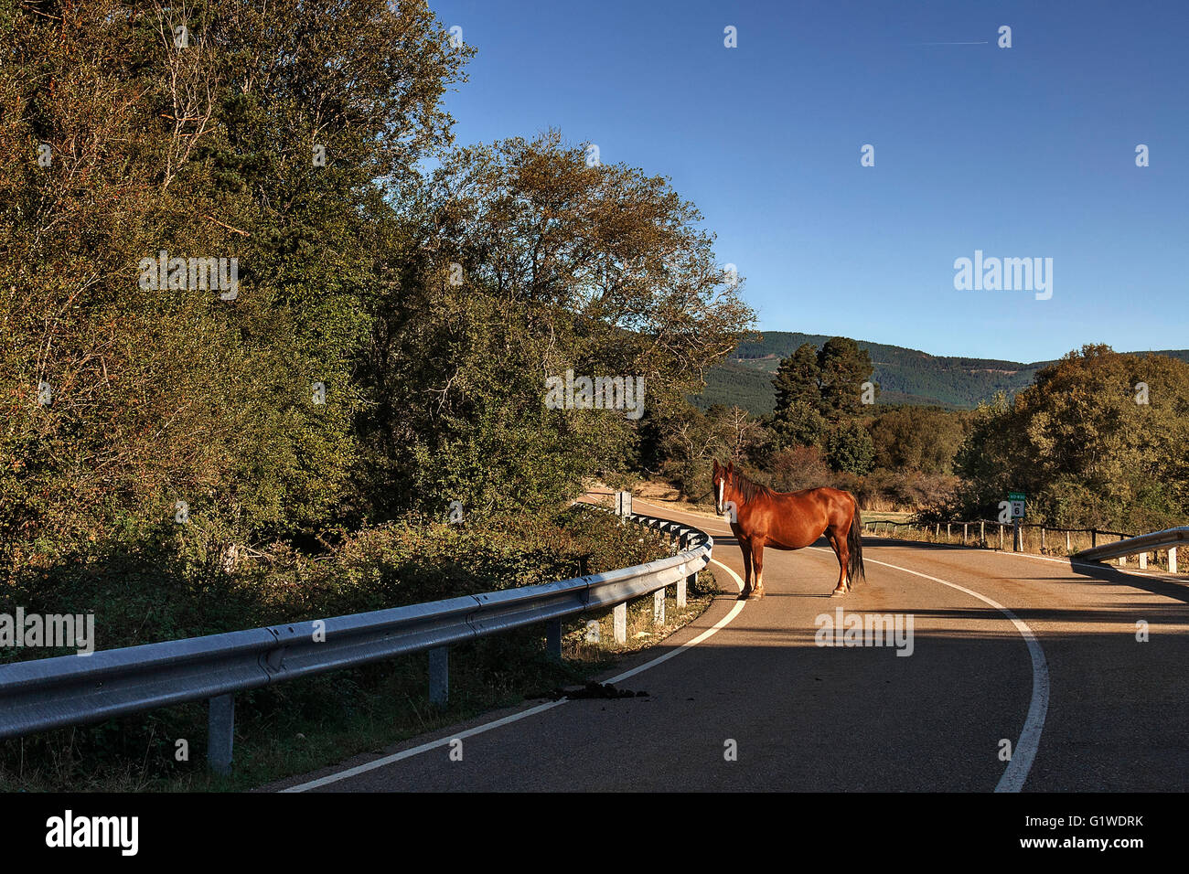 Horse Vinuesa on the road towards the Black Lagoon, in Soria, Castilla y Leon, Spain. Stock Photo