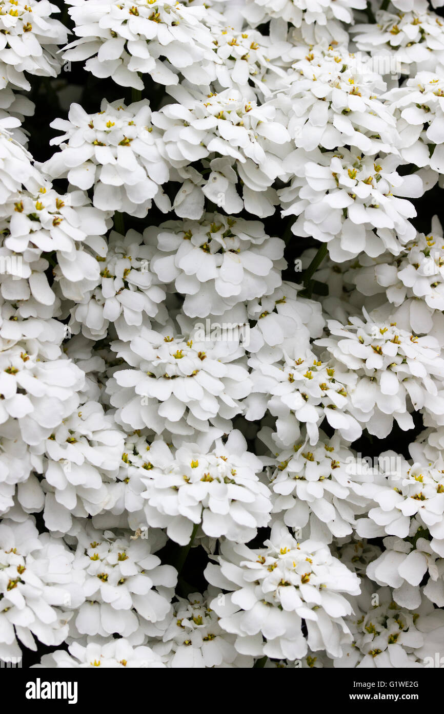 Close up of the cascade of white flower heads of the carpeting candytuft, Iberis sempervirens Stock Photo