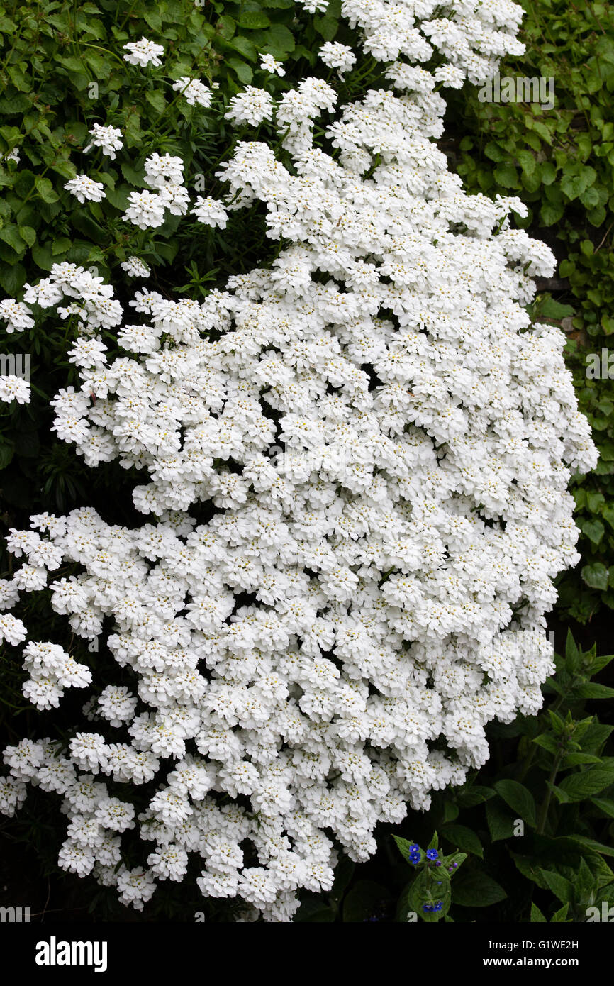 Cascade of white flower heads of the carpeting candytuft, Iberis sempervirens Stock Photo