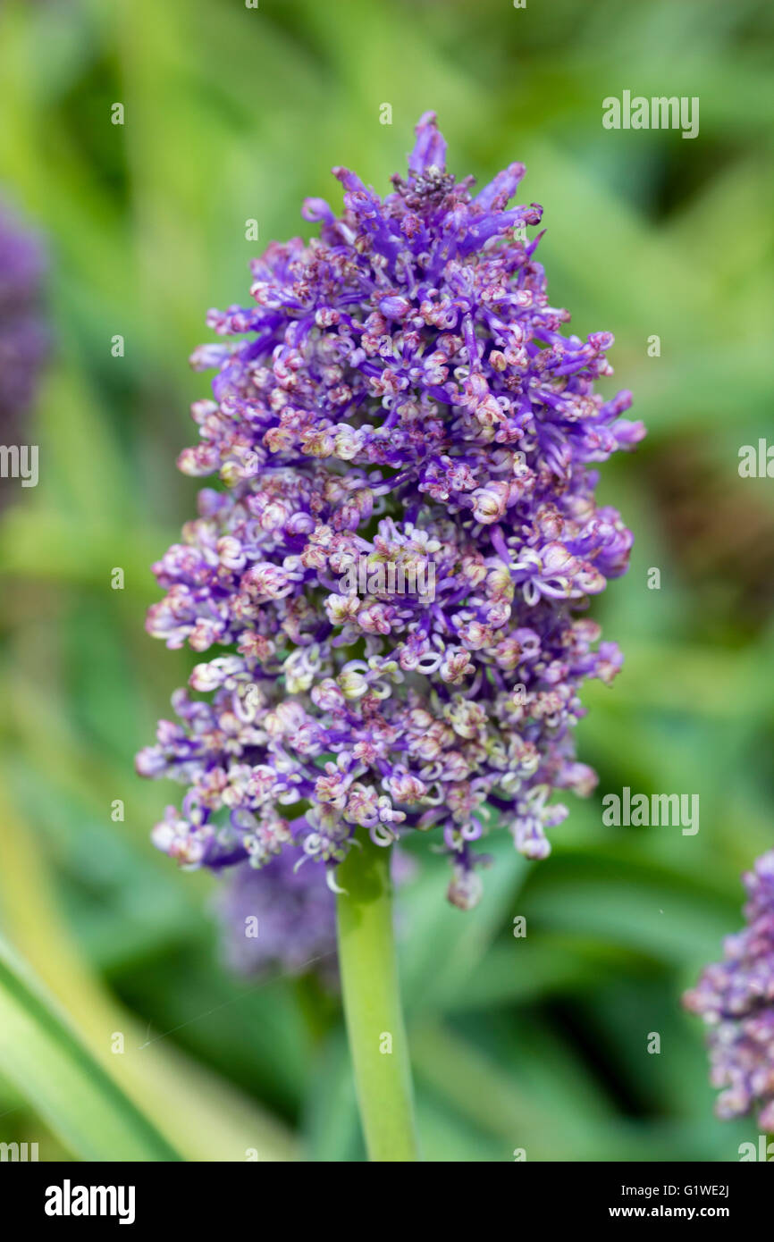 Single raceme of the hardy feather hyacinth, Muscari comosum 'Plumosum', with the feathery tepals beginning to unfold Stock Photo
