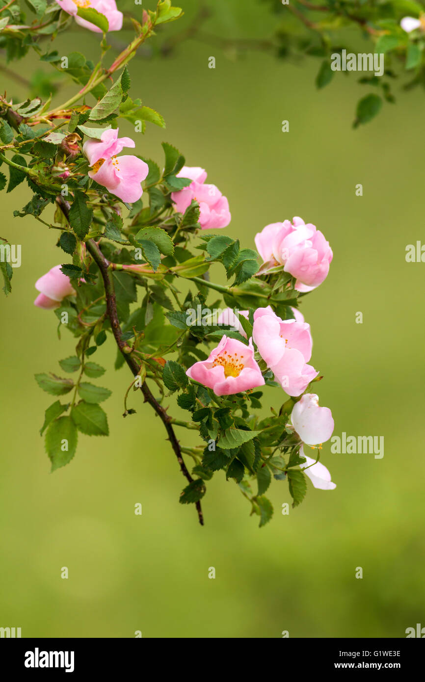 Beautiful dog rose flowers (Rosa canina Stock Photo - Alamy