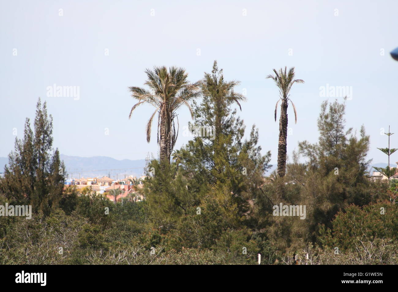 A Tree View A tree view Stock Photo - Alamy