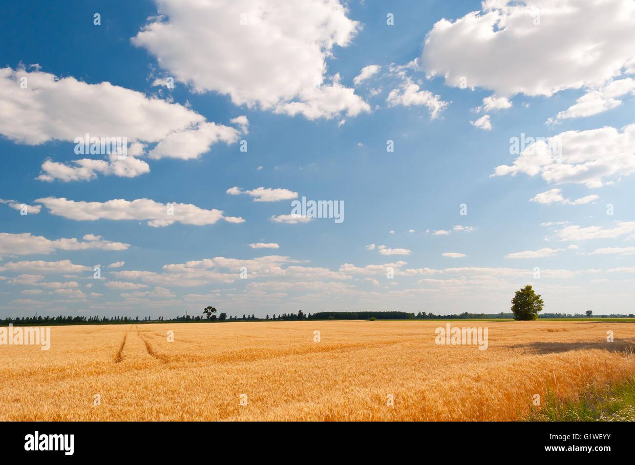 Golden wheat field with blue sky and white clouds in background Stock ...