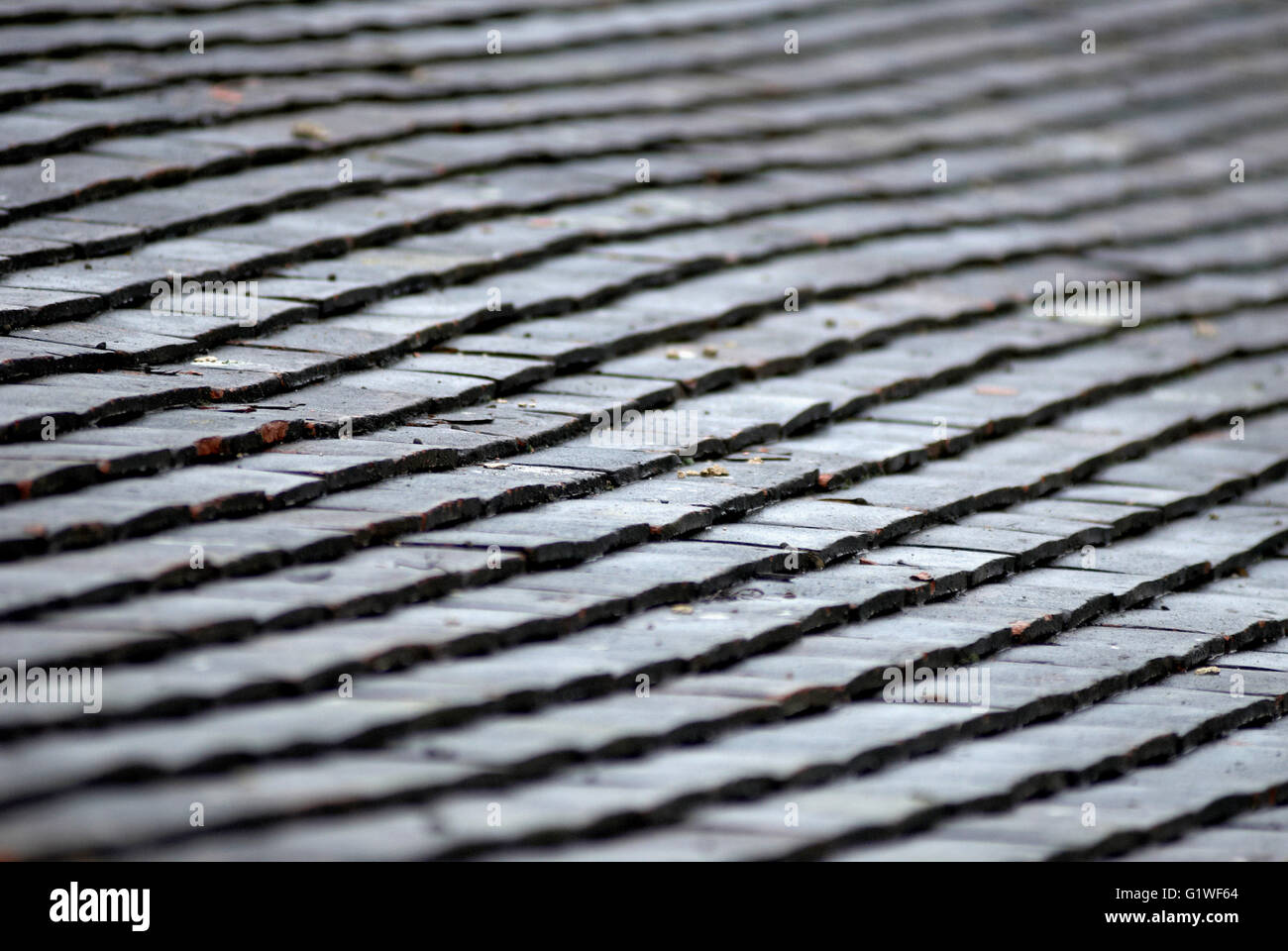 wet tiles on old roof Stock Photo