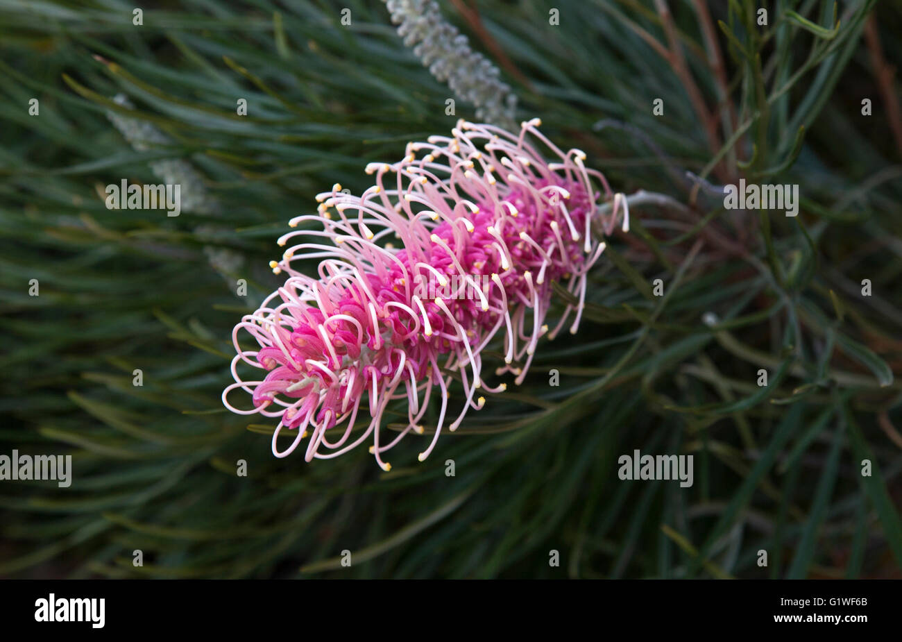 Australian Grevillea 'Majestic' Stock Photo