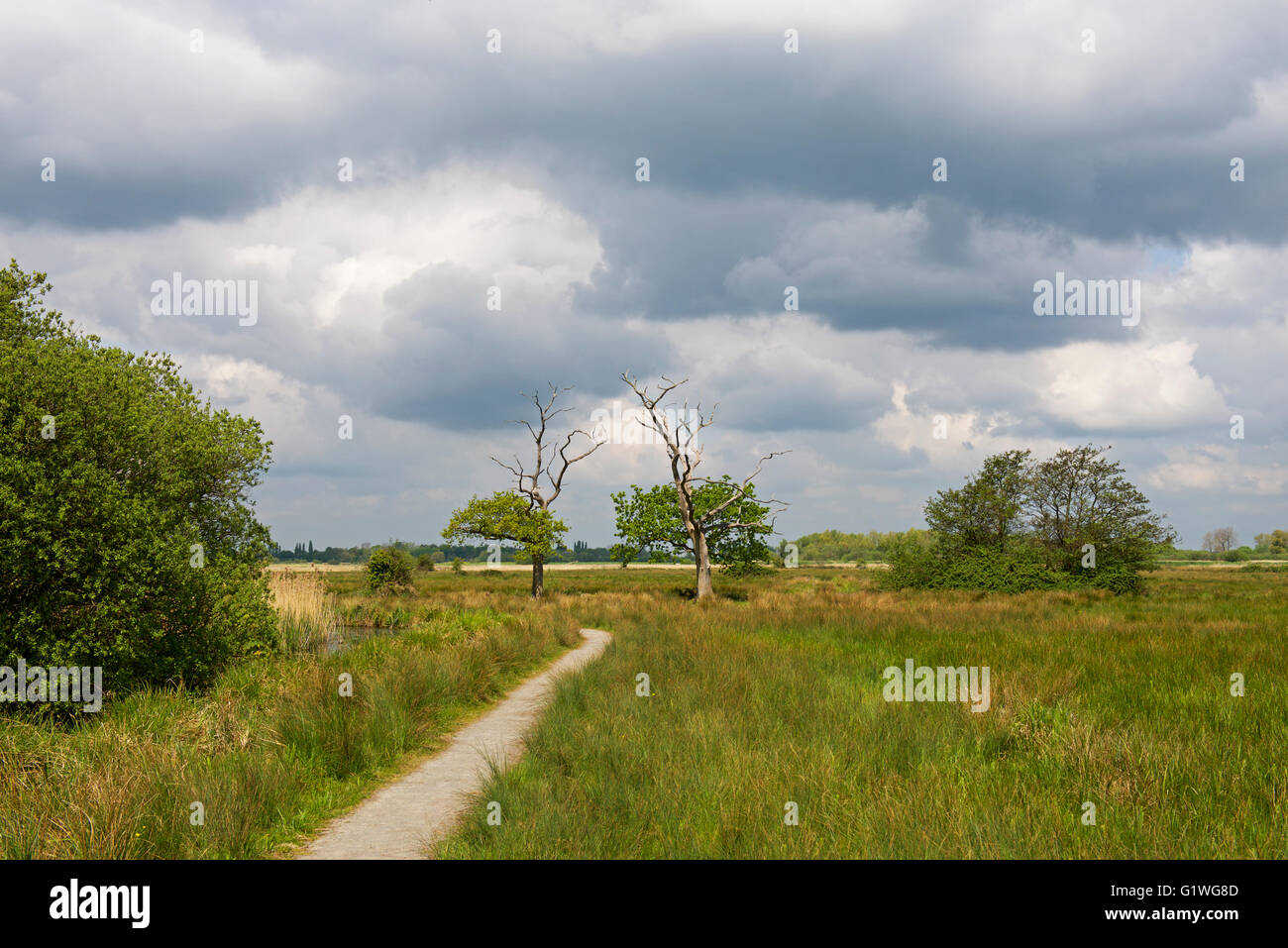 Lowland fen  The Wildlife Trusts